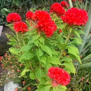 Meet your Posher, Samya